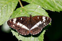 White Admiral - Limenitis camilla, Worcestershire, June 2023