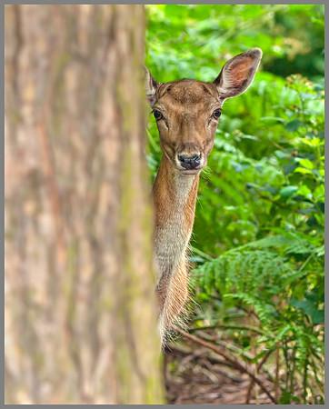 Doe Fallow Deer (Dama dama), Warwickshire, July 2014