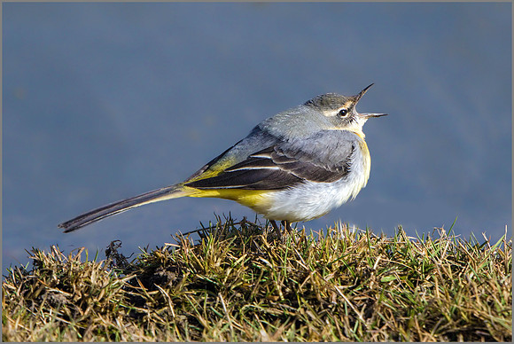 Grey Wagtail (Motacilla cinerea), Upton Warren NR, March 2016