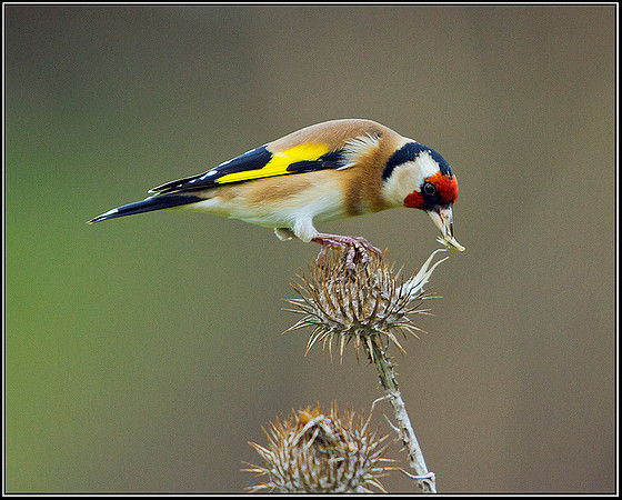 Goldfinch, Bromsgrove, 27 December 2011