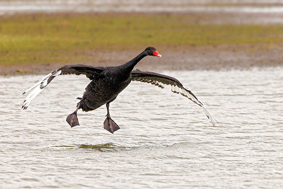 Black Swan - Cygnus atratus, Slimbridge WWT, March 2022