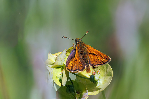 Large Skipper - Ochlodes sylvanus, Worcestershire, June 2023