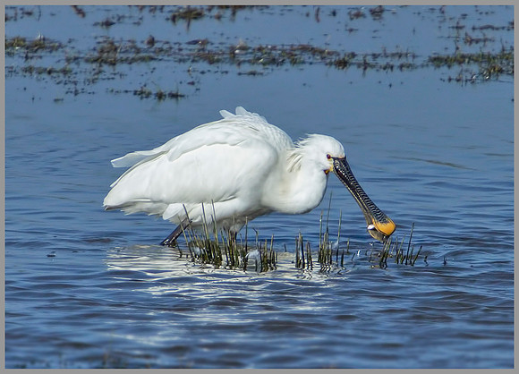 Spoonbill, Slimbridge WWT, March 2011
