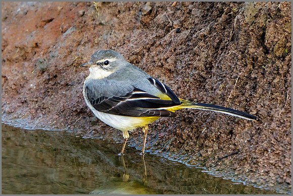 Grey Wagtail (Motacilla cinerea), Upton Warren NR, March 2016