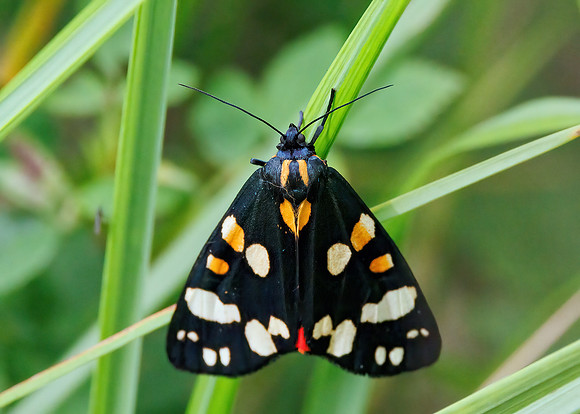 Scarlet Tiger Moth - Callimorpha dominula, Worcestershire, June 2023