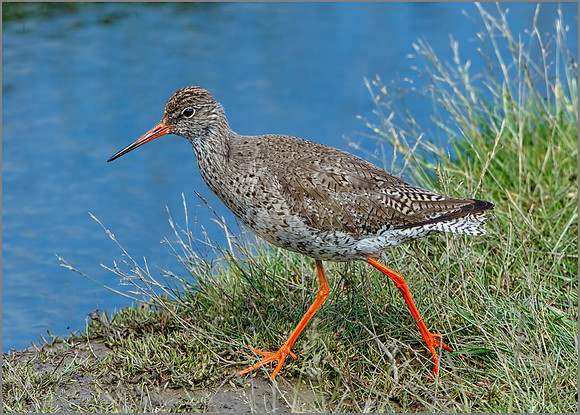 Common Redshank (Tringa totanus), Upton Warren NR, July 2016