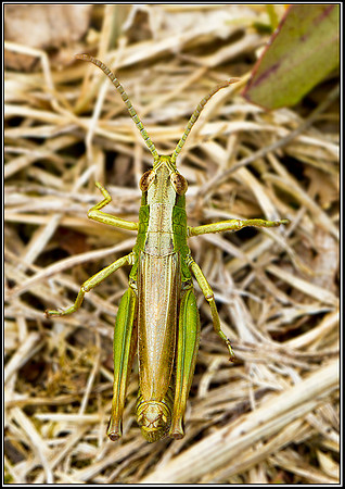 Common Green Grasshopper, Hanbury, 01 August 2011