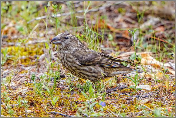 Juvenile Common Crossbill (Loxia curvirostra), Mallorca, May 2016