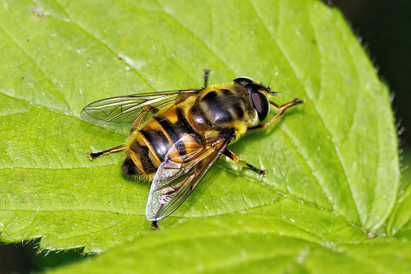 Batman Hoverfly - Myathropa florea, Worcestershire, May 2023