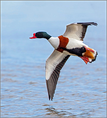 Drake Shelduck (Tadorna tadorna), Slimbridge, March 2016