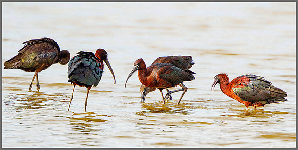 Glossy Ibis (Plegadis falcinellus), Mallorca, May 2016