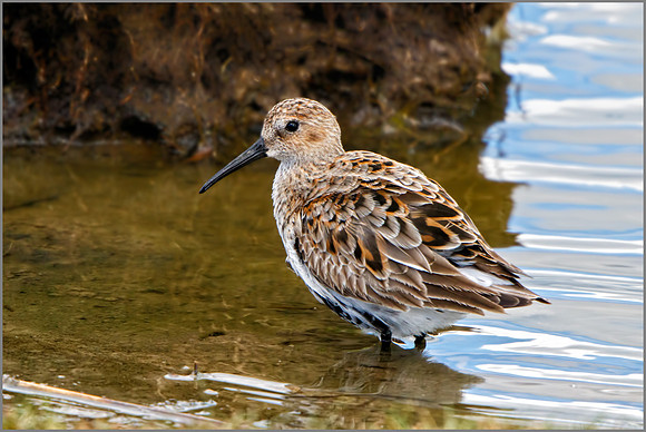 Dunlin (Calidris alpina), Upton Warren NR, April 2016