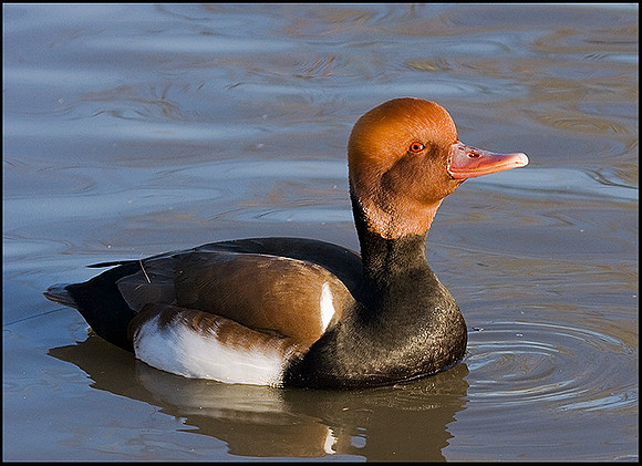 Red-crested Pochard, Slimbridge, 03 January 2009