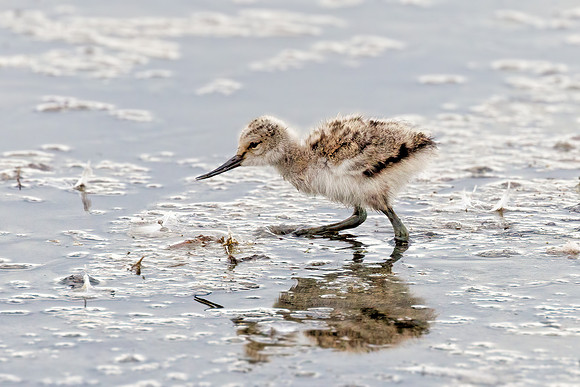 Pied Avocet Chick - Recurvirostra avosetta, Upton Warren NR, May 2022