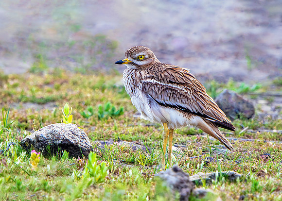Stone Curlew - Burhinus oedicnemus, Mallorca, May 2016