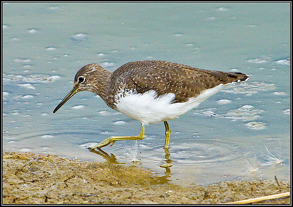 Green Sandpiper, Upton Warren Flashes, 28 August 2010