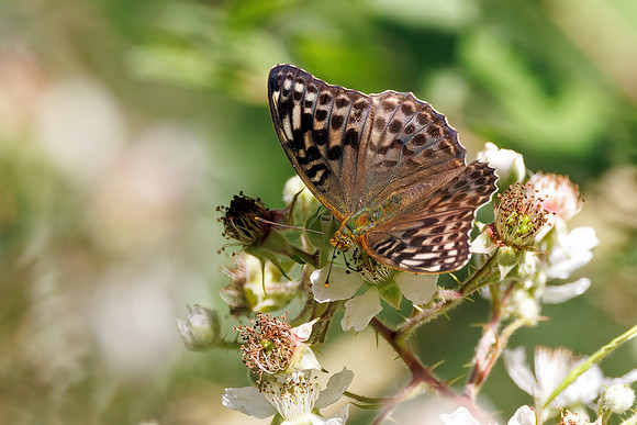 Silver-washed Fritillary - Argynnis paphia f. valezina, Worcestershire, July 2023