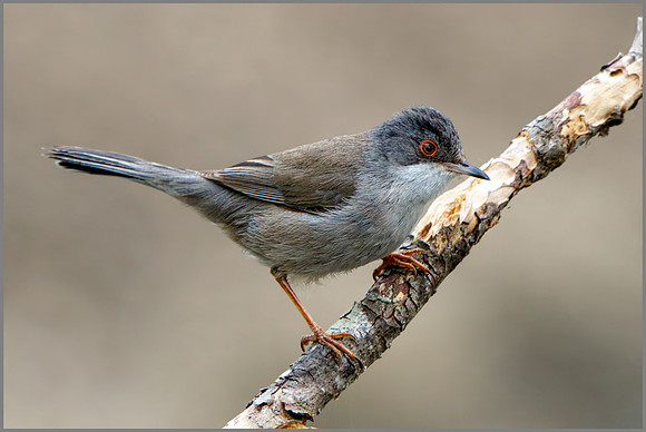Sardinian Warbler (Sylvia melanocephala), Mallorca, May 2016