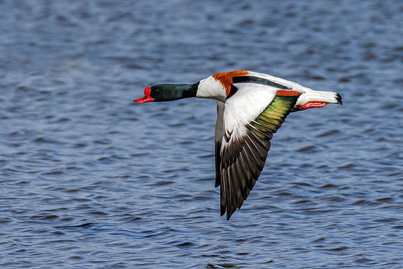 Common Shelduck - Tadorna tadorna, Slimbridge WWT, February 2022