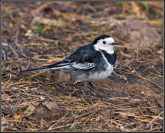 Pied Wagtail, Warwickshire, 14 December 2011