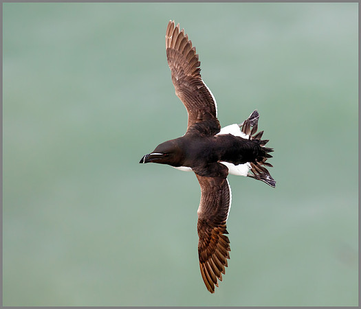 Razorbill (Alca torda), RSPB Bempton, June 2016