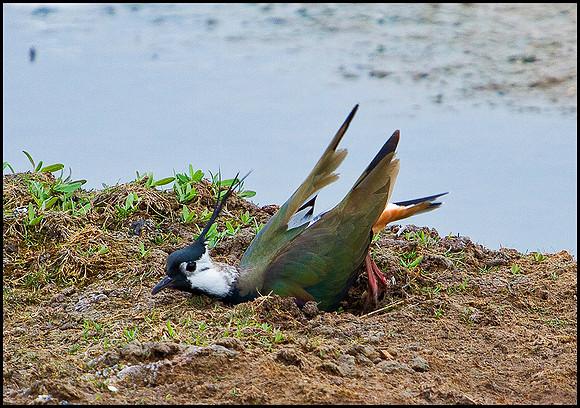 Lapwing Nest Building, Upton Warren Flashes, 26 April 2010