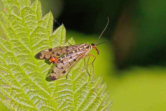 German Scorpion Fly - Panorpa germanica, Worcestershire, May 2023