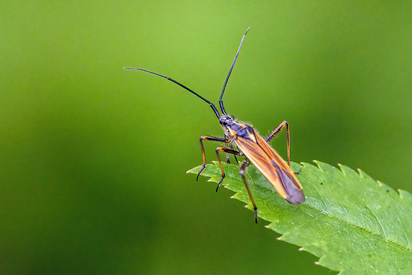 Meadow Plant Bug - Leptopterna dolabrata, Worcestershire, June 2023,