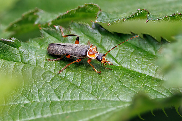 Grey Sailor Beetle - Cantharis nigricans, Worcestershire, May 2023