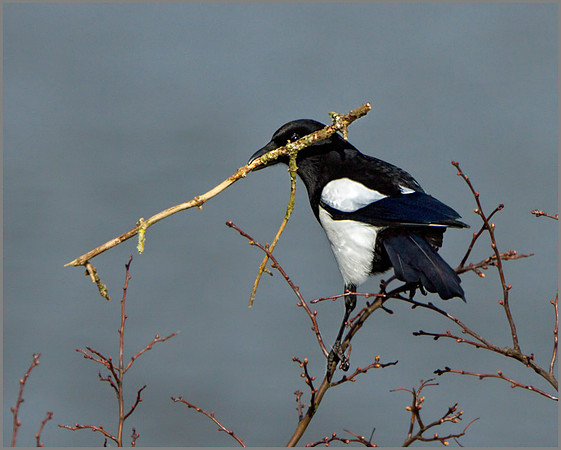 Magpie (Pica pica), Upton Warren NR, March 2014