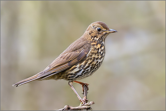 Song Thrush (Turdus philomelos), Warwickshire, February 2016