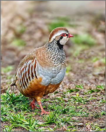 Red-legged Partridge (Alectoris rufa)., Warwickshire, February 2016