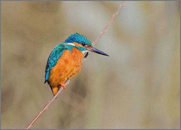 Female Common Kingfisher (Alcedo atthis), Worcestershire, February 2016