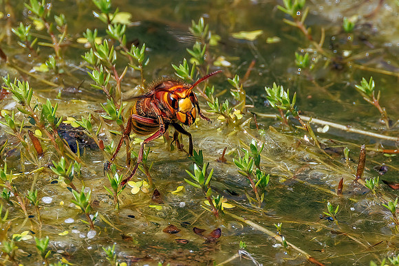 European Hornet - Vespa crabro, Worcestershire, June 2023