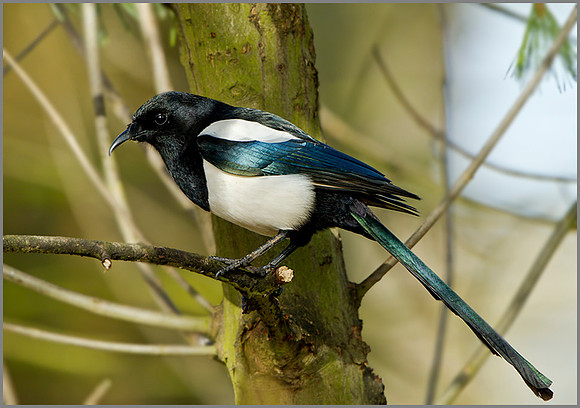 Magpie (Pica pica), Warwickshire, February 2014