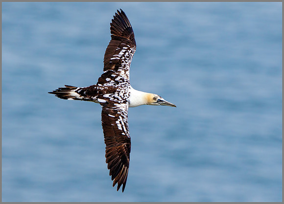 Immature Northern Gannet (Morus bassanus), RSPB Bempton, June 2016