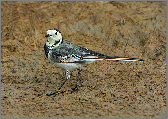 Pied Wagtail (Motacilla alba), Upton Warren, September 2013