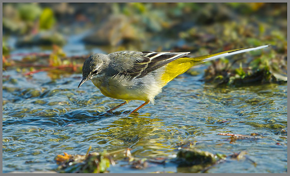 Grey Wagtail (Motacilla cinerea), Slimbridge, September 2013