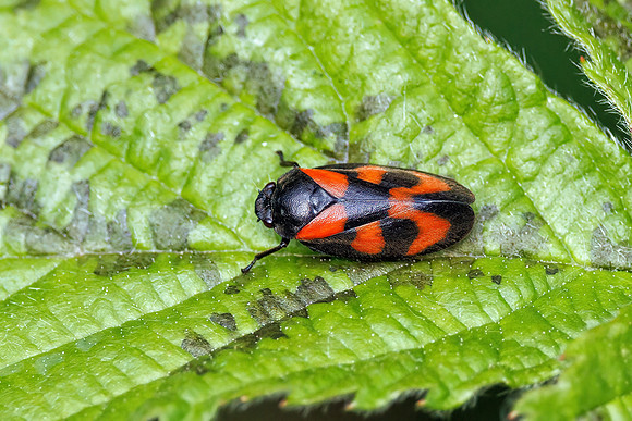 Red and Black Froghopper - Cercopis vulnerata, Worcestershire, May 2023