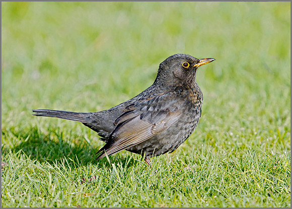 Blackbird, Bromsgrove, 27 December 2009
