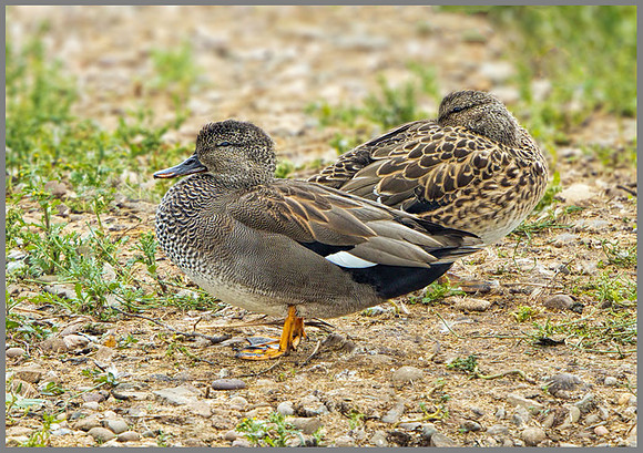 Gadwall (Anas strepera), Upton Warren, September 2013