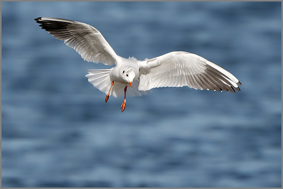 Black-headed Gull (Chroicocephalus ridibundus), Upton Warren NR, September 2016
