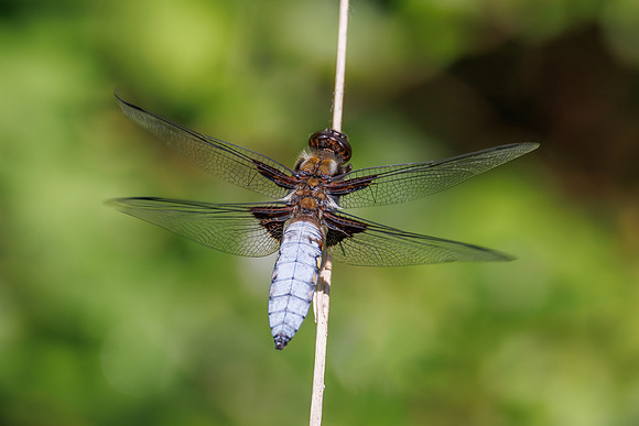 Broad-bodied Chaser - Libellula depressa, Worcestershire, June 2023