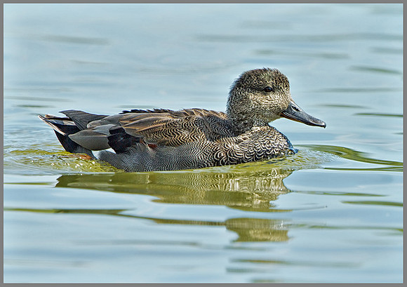 Gadwall (Anas strepera), Slimbridge, September 2013