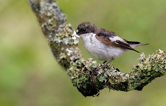 Pied Flycatcher - Ficedula hypoleuca, Wales, June 2022