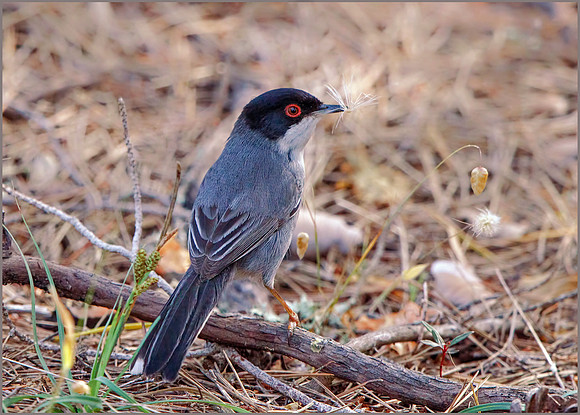 Male Sardinian Warbler (Sylvia melanocephala), Mallorca, May 2016