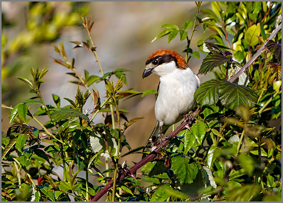Balearic Woodchat Shrike (Lanius senator badius), Mallorca, May 2016