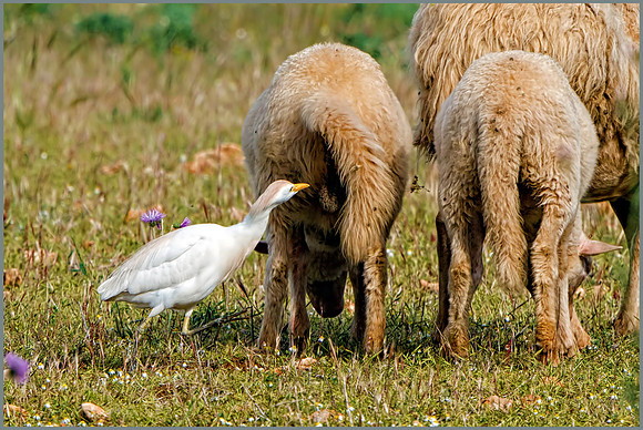 Cattle Egret (Bubulcus ibis), Mallorca, May 2016