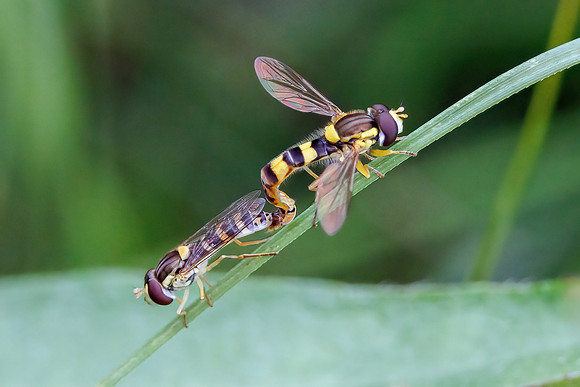 Long Hoverfies - Sphaerophoria scripta, Worcestershire, 12 July 2023