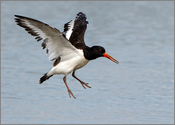 Juvenile Oystercatcher (Haematopus ostralegus), Upton Warren NR